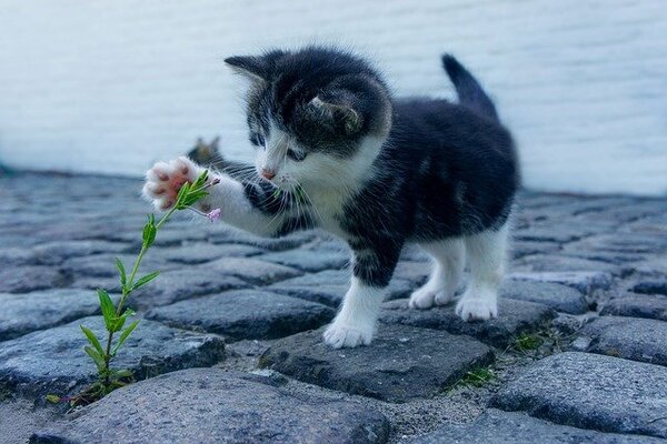 Kitten care
