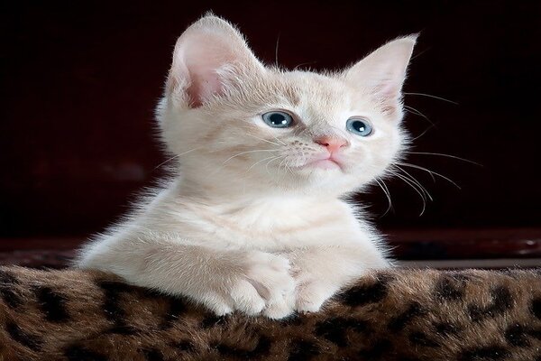 How to take care of newborn kittens