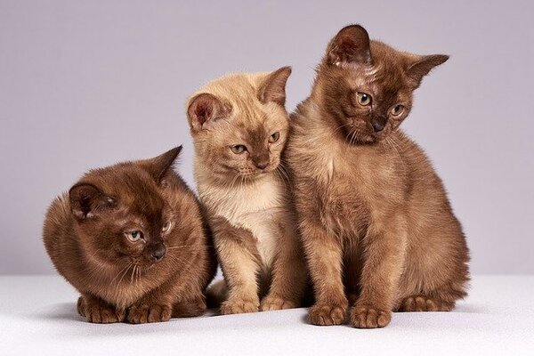 Taking care of orphaned kittens