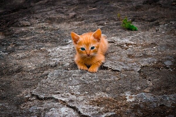Newborn kitten care