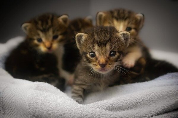 Postpartum cat care