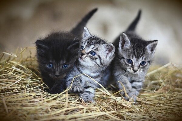 Cat care at home