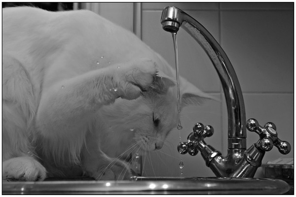 لماذا قطتي لاتشرب الماء؟