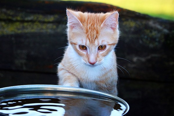 Why are cats afraid of taking a bath?