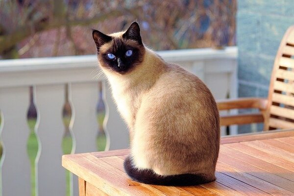 Pictures of kittens