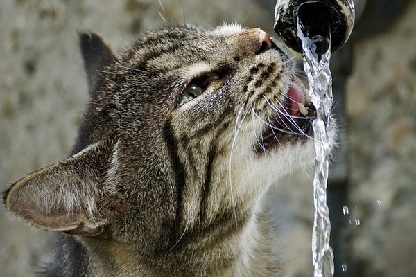 لماذا تخاف القطط من الماء