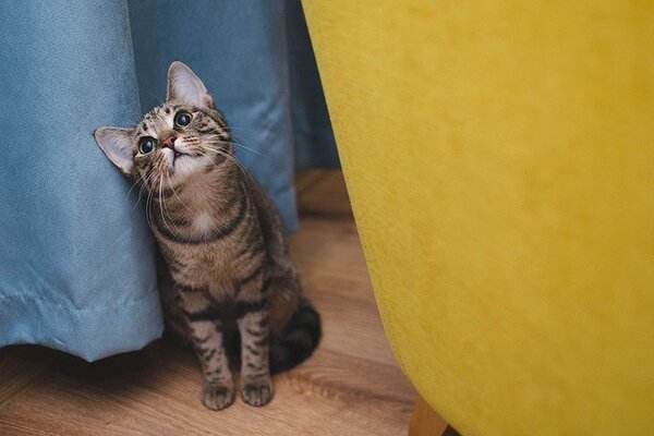 Breeding kittens