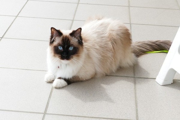 ragdoll