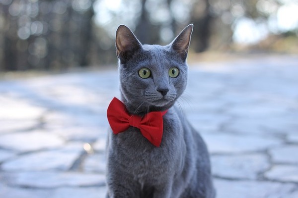 قط روسي ازرق للبيع
