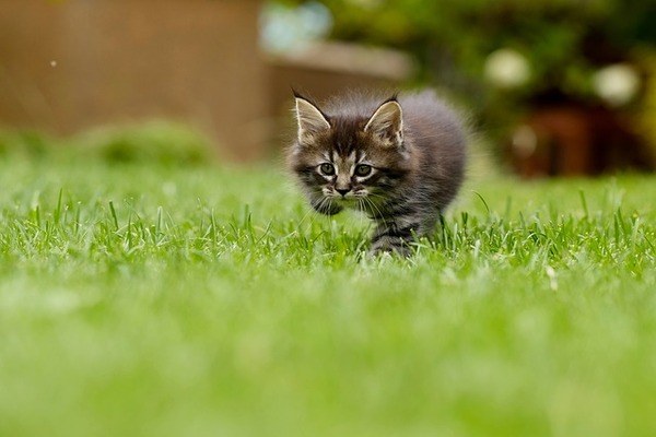 Kitten Kittens Cute