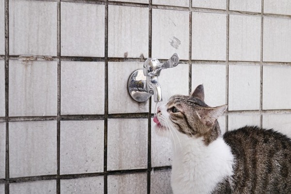 قطة الماء