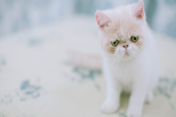 Exotic Shorthair