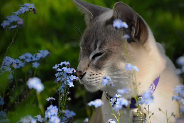 قط Tonkinese