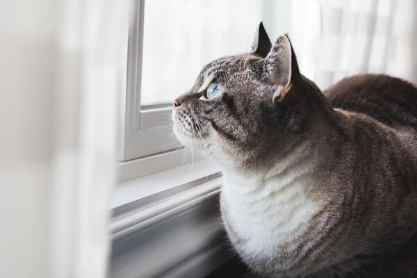 Male cat names