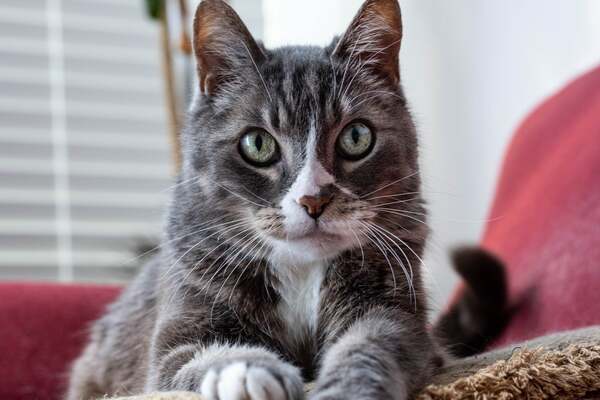 Japanese female cat names