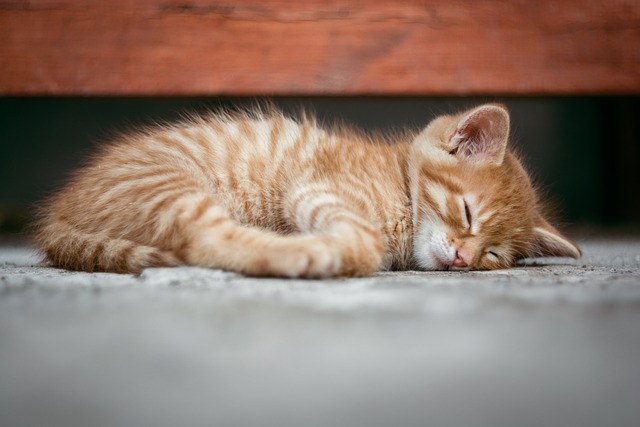 كيفية مساعدة القطط على النوم