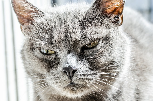 كيف تعرف ان القط غضبان