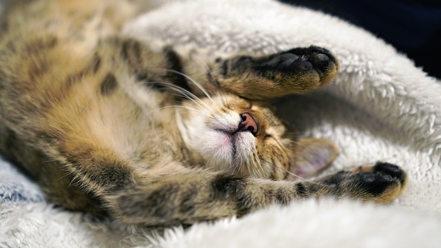 How many hours do kittens sleep?