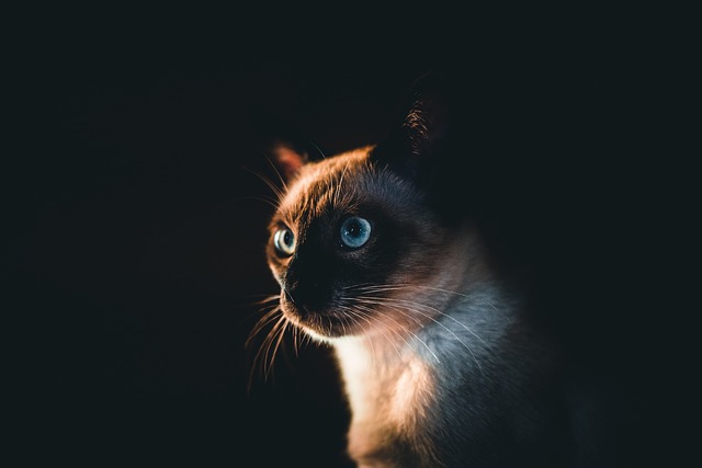 هل القطط تخاف من الظلام
